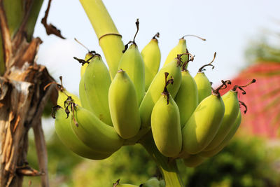 Close-up of bananas growing on tree