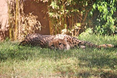 Cheetah laying on grass 