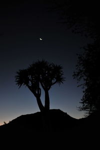 Low angle view of silhouette tree against sky at night