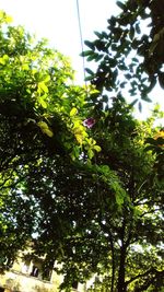 Low angle view of tree against sky