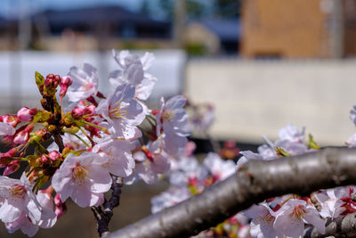 Close-up of pink cherry blossoms