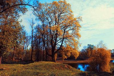 Trees by lake in forest against sky during autumn