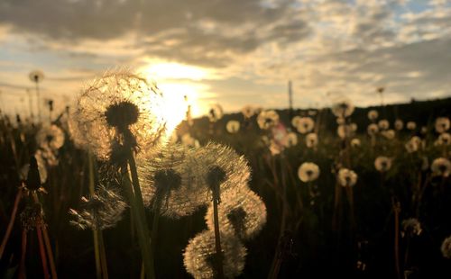 Close-up of plants on field against sky during sunset