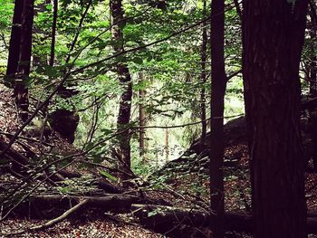 View of trees in forest