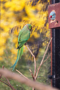 Bird perching on a tree