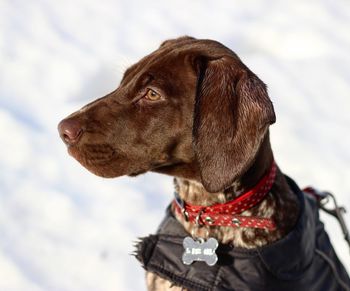 Close-up of dog