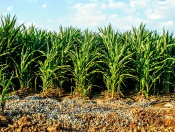 Crops growing on field against sky