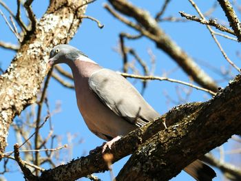 Low angle view of bird perching on branch
