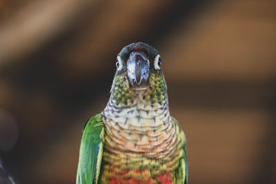 Close-up of bird perching on branch