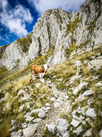 Dog on rock against sky