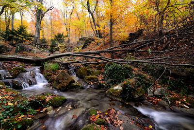 River flowing amidst trees in forest during autumn