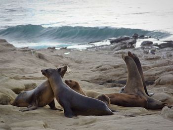 High angle view of sea lion on beach