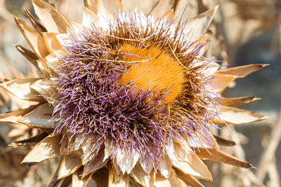 Close-up of wilted flower