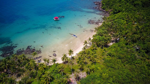 Aerial view of trees on beach