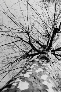 Low angle view of bare tree against sky