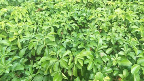 Full frame shot of fresh green plants