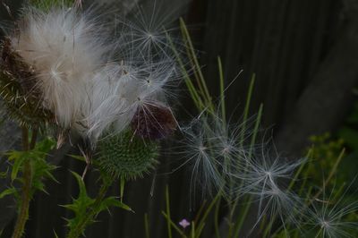 Close-up of dandelion on plant