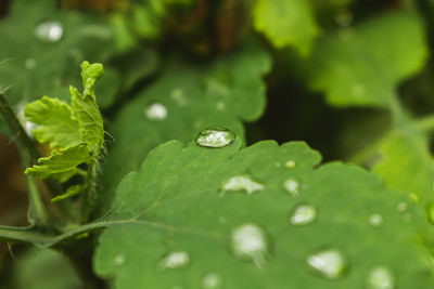 Close-up of raindrops on plant leaves