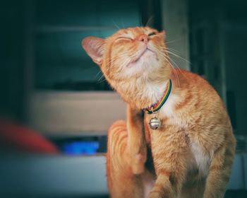 Close-up of ginger cat