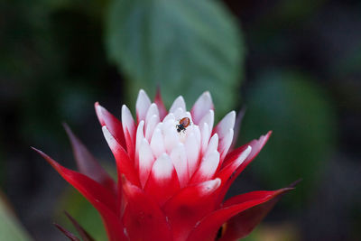 Close-up of insect on flower