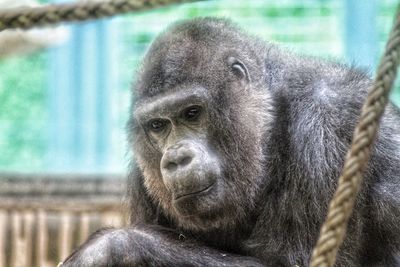 Close-up portrait of a monkey