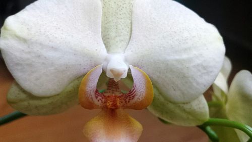 Close-up of white flowers