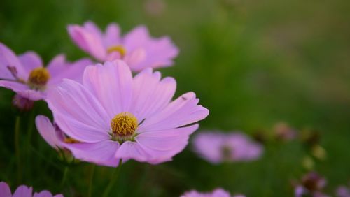 Close-up of pink cosmos flower