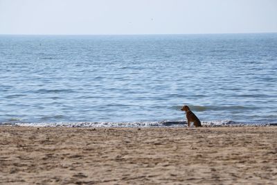 Bird perching on beach by sea against sky