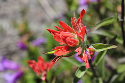 Close-up of red flowering plant
