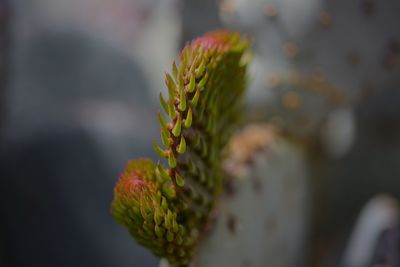 Close-up of succulent plant