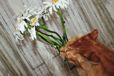 Close-up of cat on wood