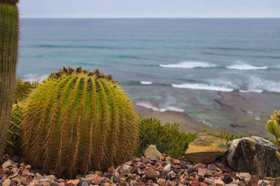 Close-up of cactus by sea against clear sky