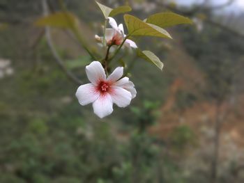 Close-up of white flowers