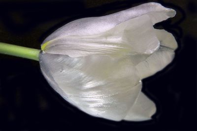 Close-up of flower against black background