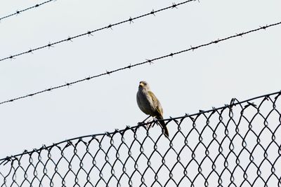 Bird perching on chainlink fence against sky