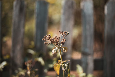 Close-up of wilted plant