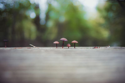 Surface level of tree against blurred background