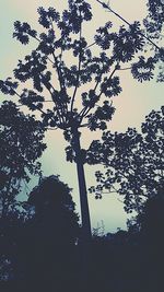 Low angle view of silhouette tree against sky