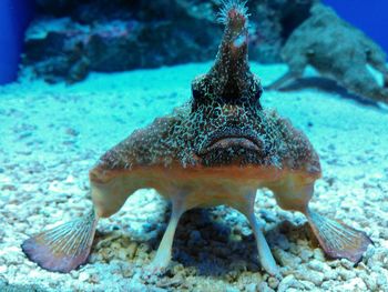 Close-up of turtle swimming in sea