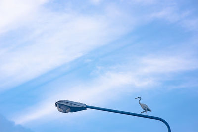 Low angle view of bird perching on street light against sky