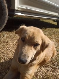 Close-up of a dog on field