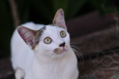 Close-up portrait of white cat