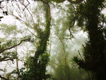 Low angle view of trees against sky