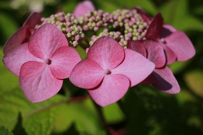 Close-up of pink hydrangea flowers