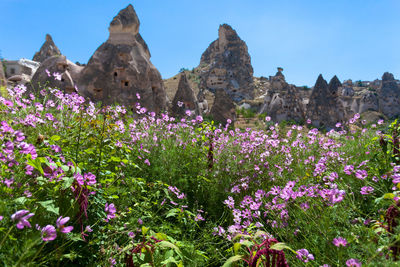 Pink flowers blooming by rock formations against clear blue sky at cappadocia