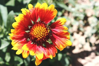 Close-up of yellow flower blooming outdoors