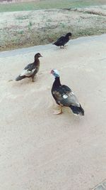 High angle view of pigeon