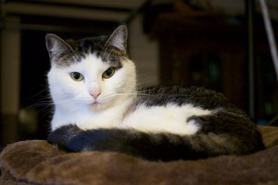 Close-up portrait of a cat at home