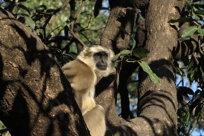 Close-up of monkey sitting on tree trunk