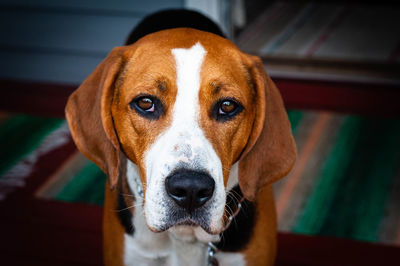 Close-up portrait of dog